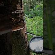 Tapping Rubber Tree