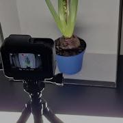 4k Hyacinth Growing 7 Days In 1 Minute Timelapse