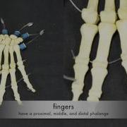 Bones Of The Hands And Feet