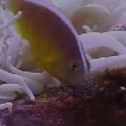 CLOWN FISH SPAWN