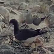 Booby Birds Vs Crab EARRAPE