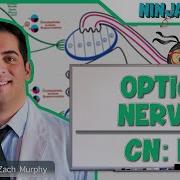 Neurology Optic Nerve Cranial Nerve II Visual Pathway And Lesions
