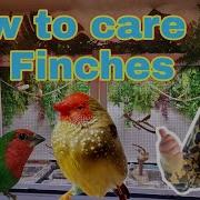 How To Care For Your Finches