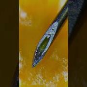 Использованный шприц под микроскопом это безумие настоящий