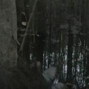 Lizardman Attack