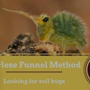 Berlese Funnel Method Looking For Bugs In The Leaf Litter