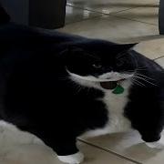Cat Video