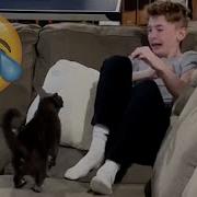 Cats Being JERKS Savage Cats Attacking People Compilation PETASTIC