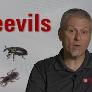 Stored Product Pests Weevils Identification Control Degesch America