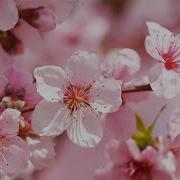 Beautiful Relaxing Piano Music For Sleeping Stress Relief Meditation Featuring Spring Blossoms