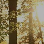 Beautiful Blackbird Song 1 Hour Common Blackbird Singing