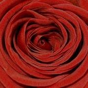 Time Lapse Flower Blooming Rose With Fading Zeitraffer Video Blühende Rote Rose