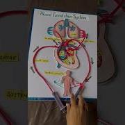 Blood Circulation Working Model School Project Schoolproject Scienceproject