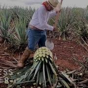 How Patrón Makes Its Tequila