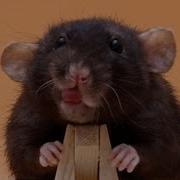 Meet Olive She Ll Make You Actually Like Rats