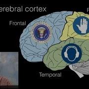 The Brain