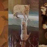 The Lion King 1994 2019 Mufasa Death Scene Long Live The King Vs Real Wildlife Graphic