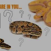 Genetic Testing Our Ball Pythons