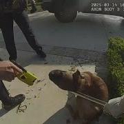 Dallas Bachelor Star Dog Attack Captured On Body Camera Footage Expert Weighs In