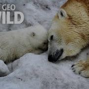 Here Come The Polar Bears United States Of Animals