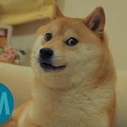 Top 5 Dogs