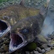 Chinook Salmon Spawning April 2019