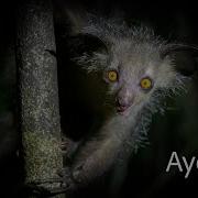 Aye Aye Lemur Natural Behaviour Of Madagascar S Demon Primate