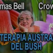 Floriterapia Australiana Del Bush Christmas Bell Crowea