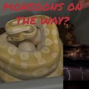 Pulling A Clutch Of Ball Python Eggs