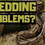 Ball Phyton Shedding Tips Never Have A Bad Shed Again