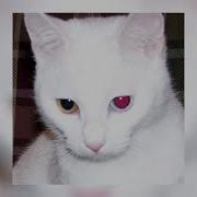 Errorz0ne Detached Slowed