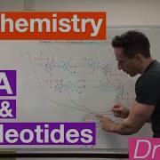 DNA And Nucleotides Biochemistry