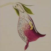 Amentia Fleur Du Vatican Original Mix