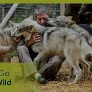 Six Puppies And One Death In Bed With Wolves 2 3 Go Wild