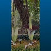 Big Stink Corpse Flower Blooms At US Botanic Garden