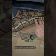 Snake Breeding Ovulation Shorts Ballpythonbreeding Snakes