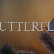 Butterfly Official Lyric Video FT Sol Toledo DissFilm