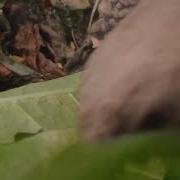 Deja Vu Turtle Meme