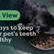 Vet Explains 6 Ways To Keep Your Pet S Teeth Healthy PET CIRCLE