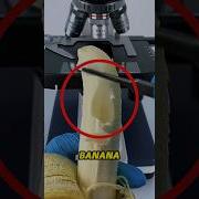 Banana Under Microscope Shocked Everyone Microscope BananaUnderMicroscope ScienceShorts