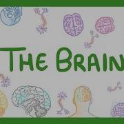 GCSE Biology The Brain