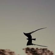 Pennant Winged Nightjar Displaying For His Ladies