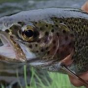 Stephan Lake Lodge Fishing Alaska By Air