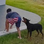 Caught In 4K Funniest Security Camera Fails