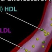 Understanding Cholesterol Cholesterol 1
