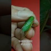 Green Cicada Screams Or Call Shorts