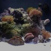 Biocube 29 Mods New Corals And Anemone