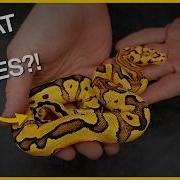 What 4 Mutations Are In This Ball Python Guess The Morph