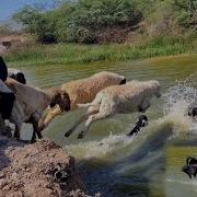 Sheeps Swimming Lake Crossing Sheeps Jumping Into The River