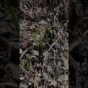 How To Forage For Fiddleheads Ostrich Ferns In Maine